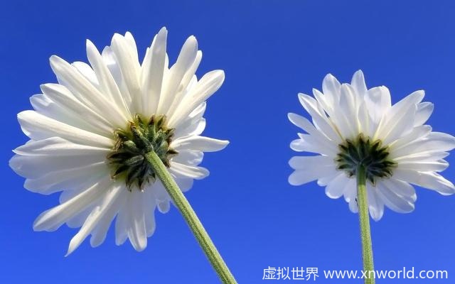 东边日出西边雨，道是无晴却有情 表达的意境