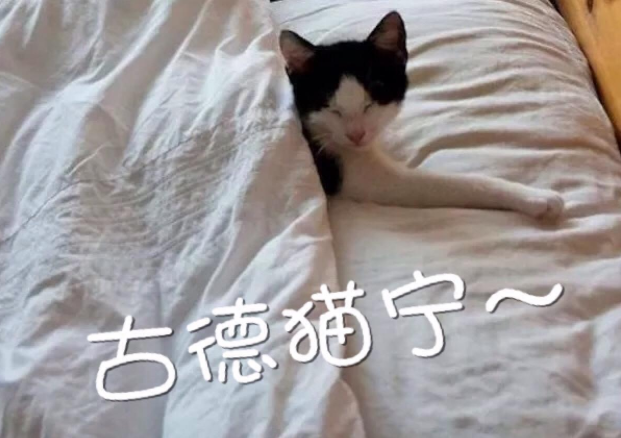 【网络用语】“古德猫宁”是什么意思？